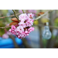 Lente Samyang MF 85mm F1.4 MK2 para Fujifilm X - Foco Manual - Foto 3